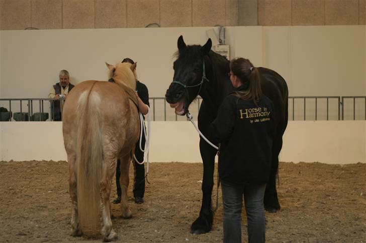 Frieser Folkert T - Hold da op hvor fjolle syntes det er kedeligt at være til opvisning til heste messe i herning :) sammen med Woddy :) billede 15