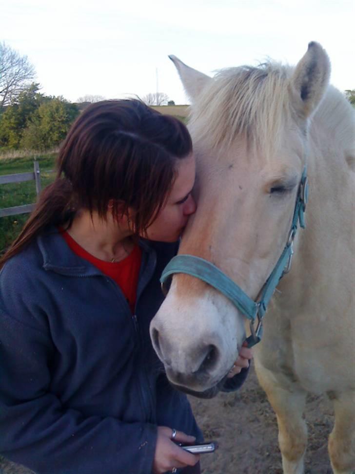 Fjordhest Sunshine Laban - Dejlige pony :-) - jeg savner dig! (Foto: Jeanette Mehl) billede 19