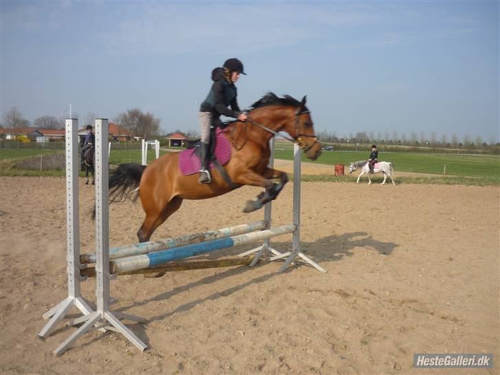 Anden særlig race Beauty - spring træning på hosk billede 5