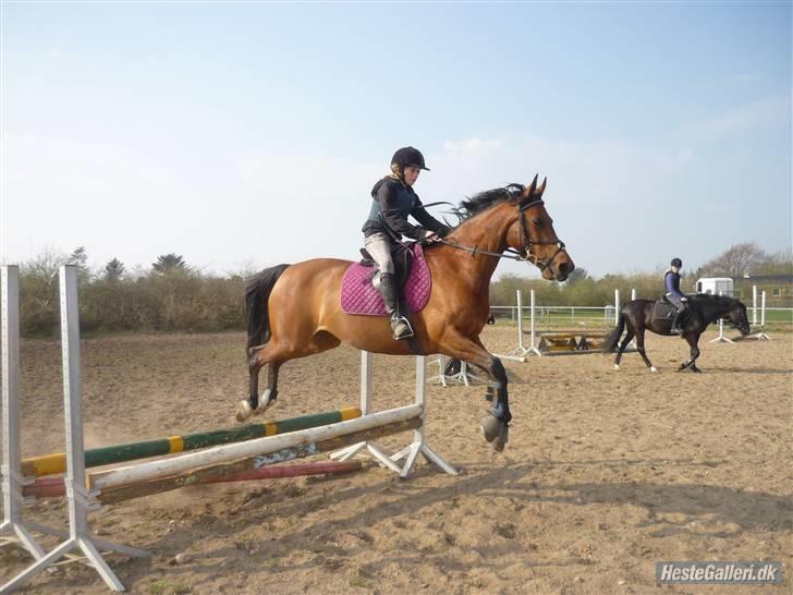 Anden særlig race Beauty - Beauty" jeg vil over" =) billede 6