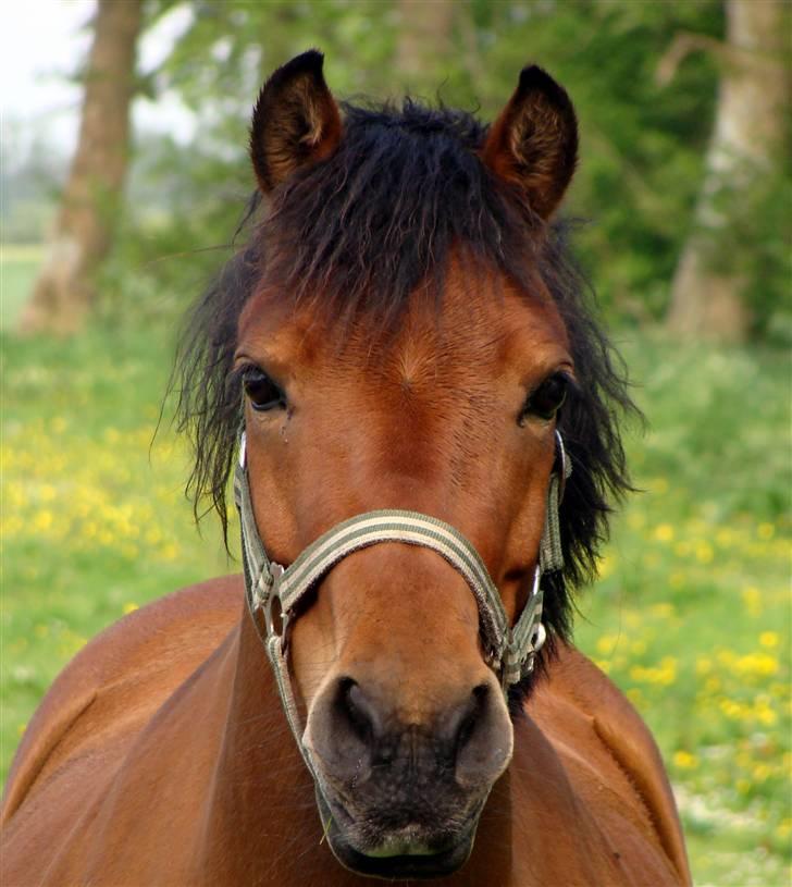 Anden særlig race Ronja  billede 1