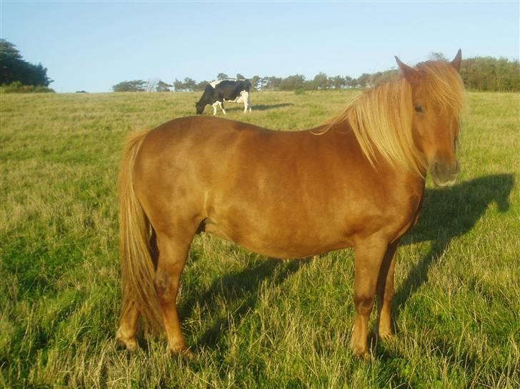 Islænder Lady (død) - Der kommer mange fler billeder :D<33 billede 1