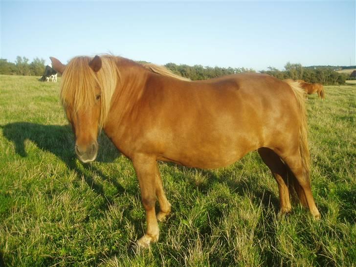 Islænder Lady (død) billede 2