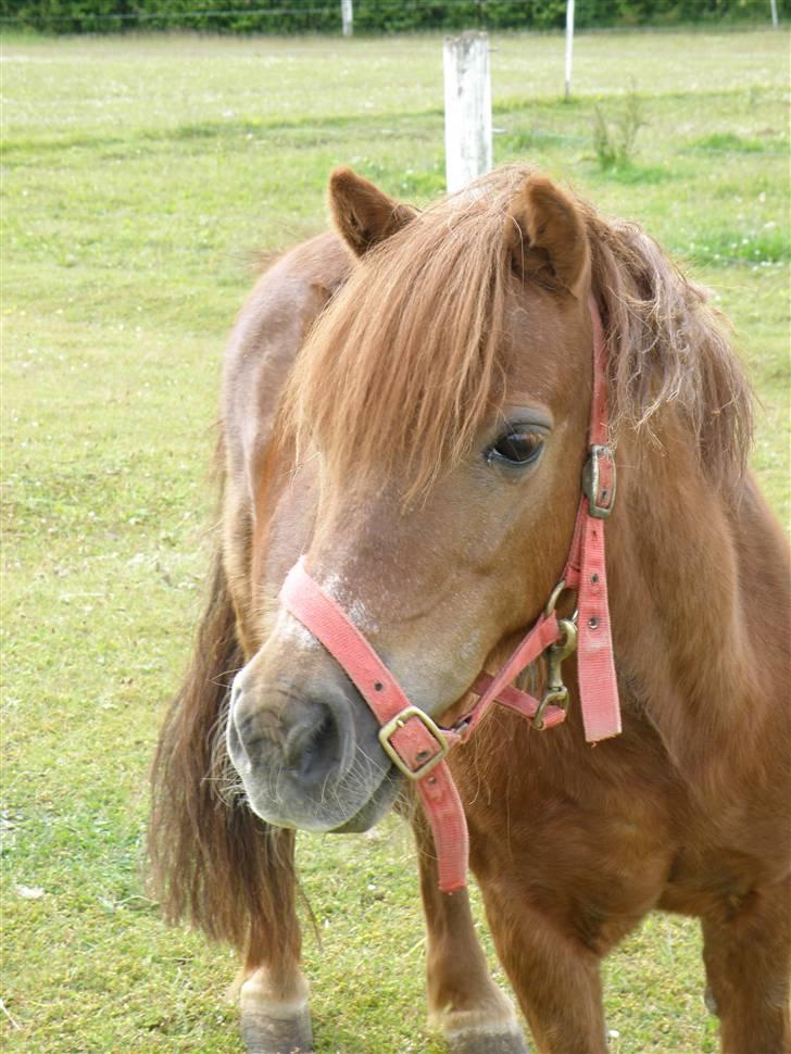 Shetlænder Bella - Bella<3 Fotot: Mig billede 1