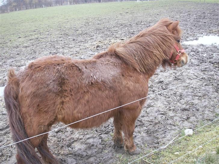 Shetlænder Bella - Ihh.. hvor er der mudret. Foto: Mig billede 2