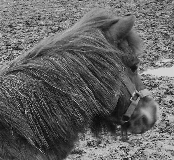 Shetlænder Bella - Gad vide hvad de laver dernede? Foto: Mig billede 4