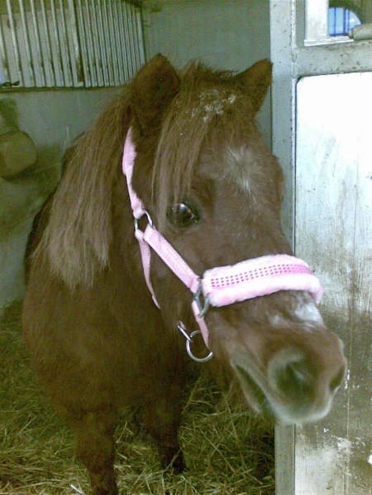 Shetlænder Bella - Se mig. Jeg har fået ny grime! (: Foto: Mig billede 5