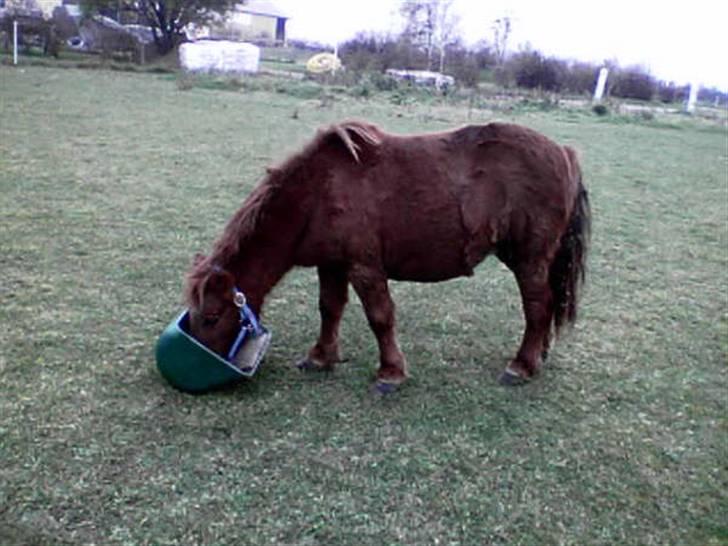 Shetlænder Bella - MAD? Er der noget mad dernede? Hallo! Foto: Mig billede 7