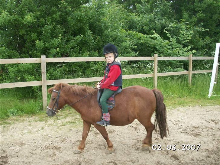 Shetlænder Bella - Bella & Maria (: Foto: Far billede 8