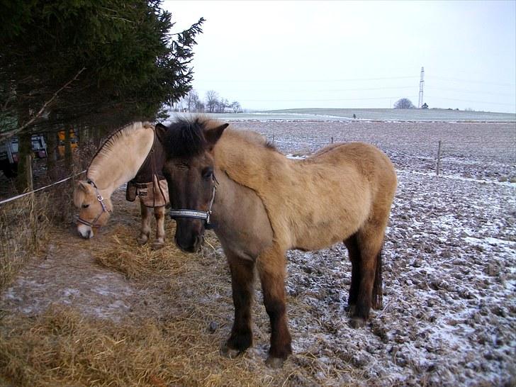 Islænder Snör fra Sauðhaga 2 - På fold i vinteres  billede 13