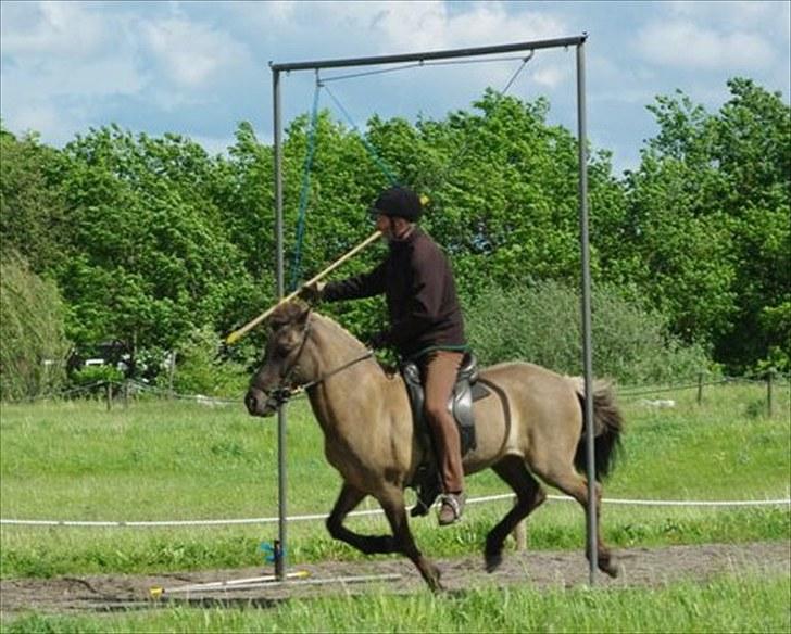 Islænder Snör fra Sauðhaga 2 - Ringridning med far  billede 17