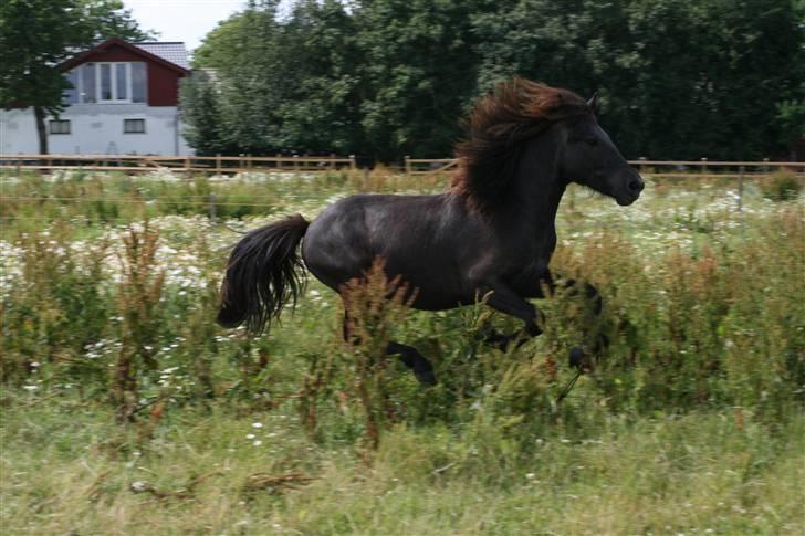 Islænder Tarzan Jr. Fra Diisa - Tarzan i galop på folden (: Foto: Thea Jørgensen billede 15