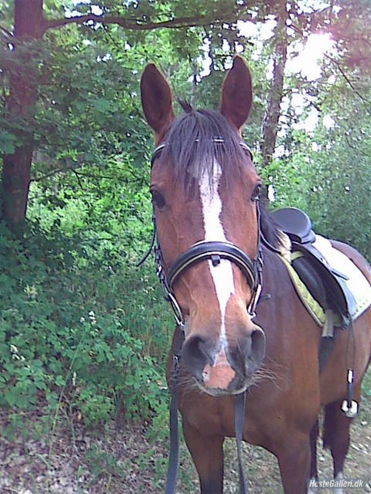 Dansk Varmblod Cavan :') Solgt - cavan i skoven <33 billede 4