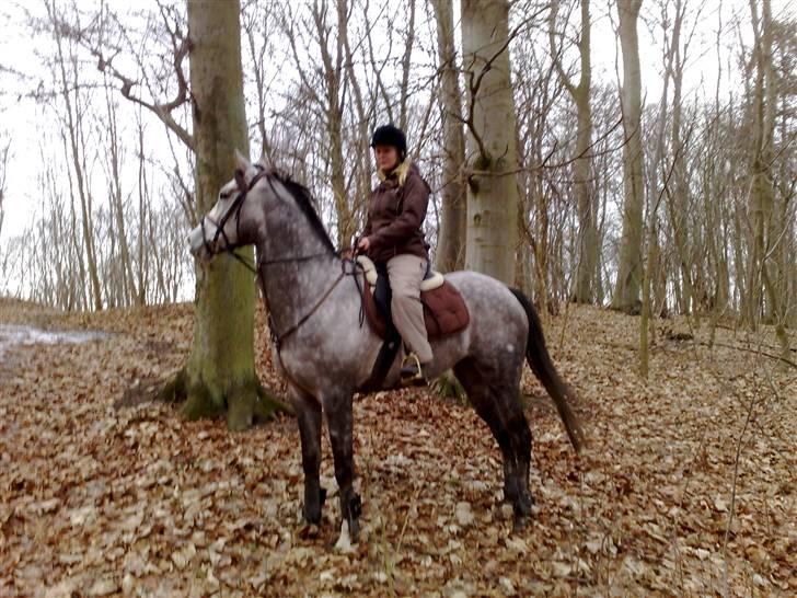 Fuldblod (XX) Warrior billede 7