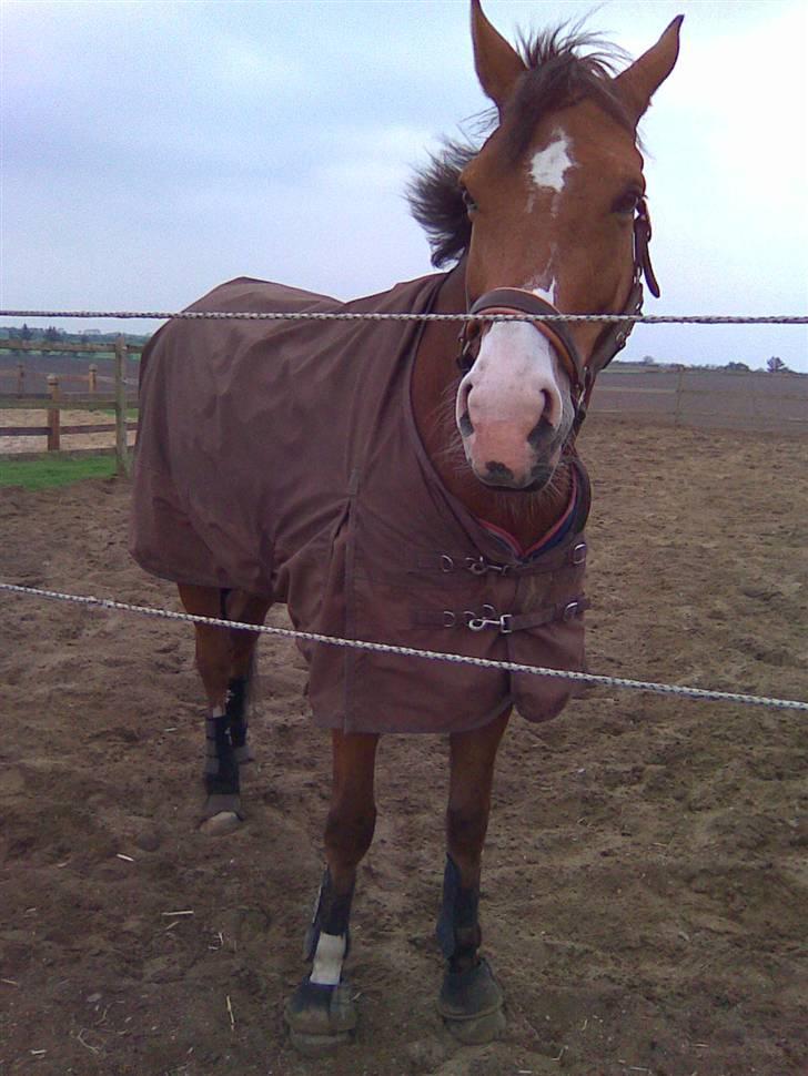 Anden særlig race Bækagers Louie - aflivet - Louie på fold Katrinelund 2009 billede 17