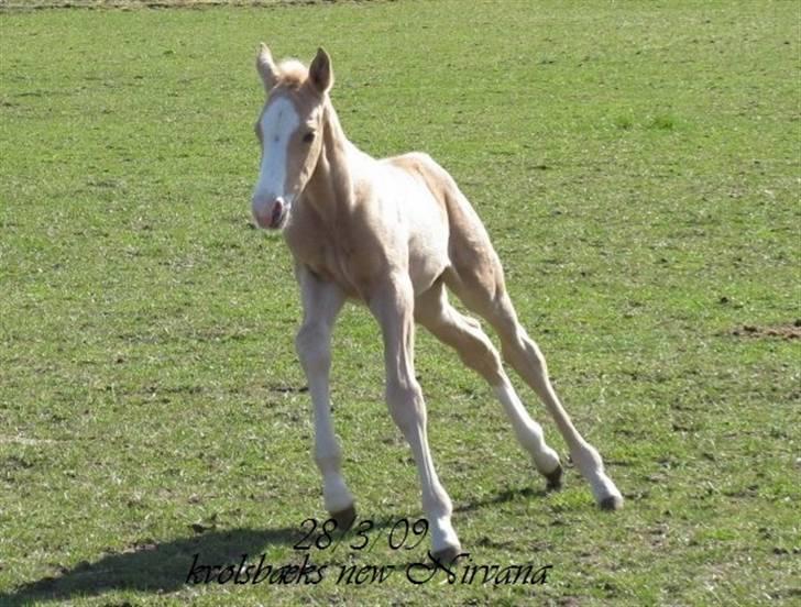 Palomino Kvolsbæks New Nirvana - lange lange ben. billede 4