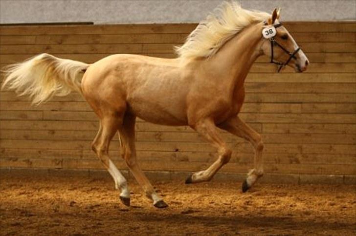 Palomino Kvolsbæks New Nirvana - 17/4/10  fuld fart! billede 5