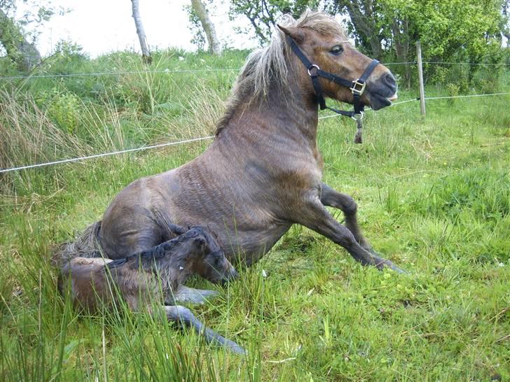 Shetlænder Tranholm's Silje*SOLGT* - Mor kunne ikke rigtig finde ud af om hun skulle rejse sig, da jeg var født, eller blive liggende ved mig. billede 3