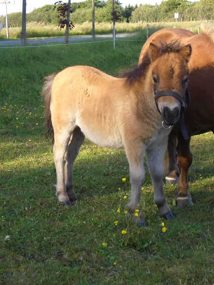 Shetlænder Tranholm's Silje*SOLGT* - Her er jeg så 1 måned og 6 dage. billede 6