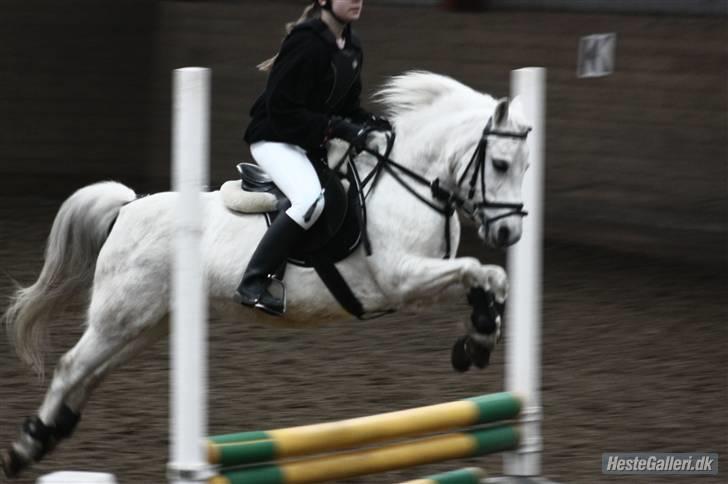 Anden særlig race Christelle billede 17