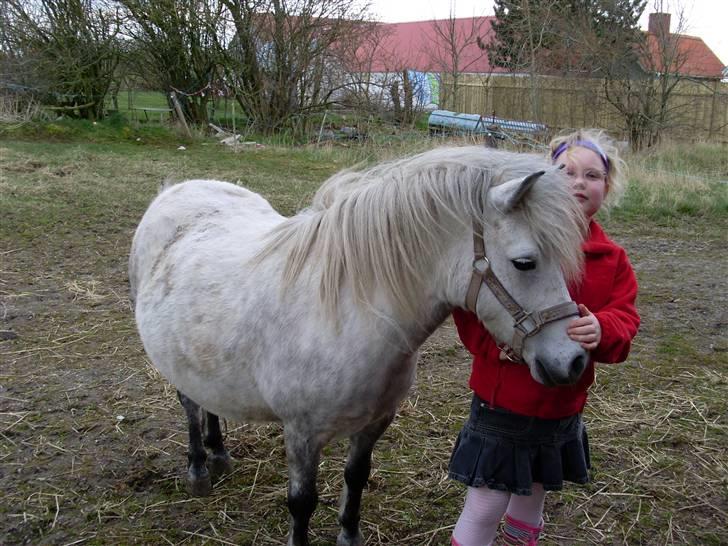 Anden særlig race Wendy solgt - en meget gravid wendy og jeg billede 4