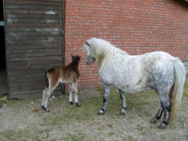 Anden særlig race Wendy solgt - Wendy med føl billede 3