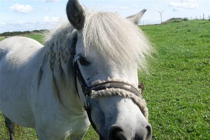 Anden særlig race Wendy solgt - Nuttede Wendy billede 5
