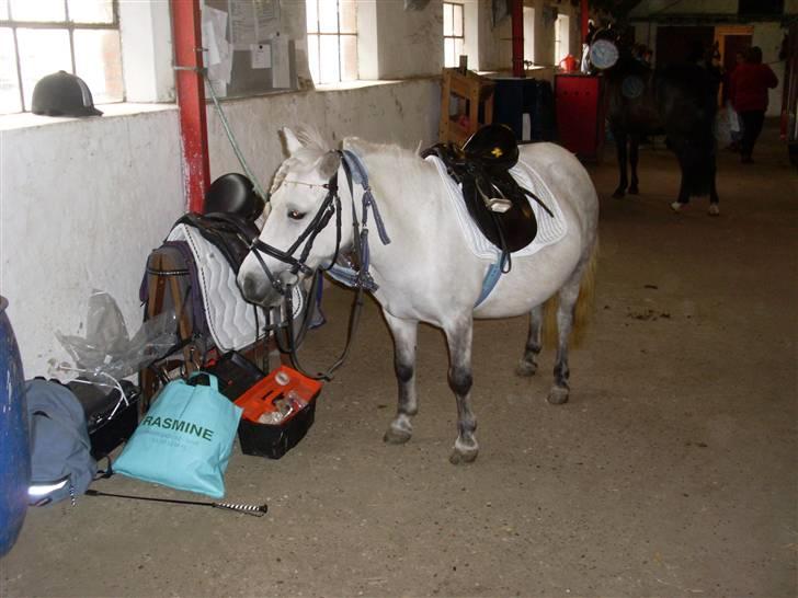 Anden særlig race Wendy solgt - Søde Wendy til stævne. så dygtig hun er (: billede 8
