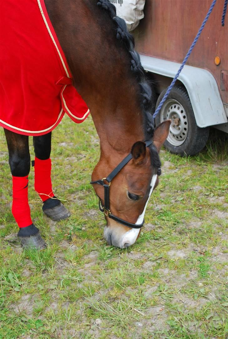 Anden særlig race Pablo * SOLGT * billede 15