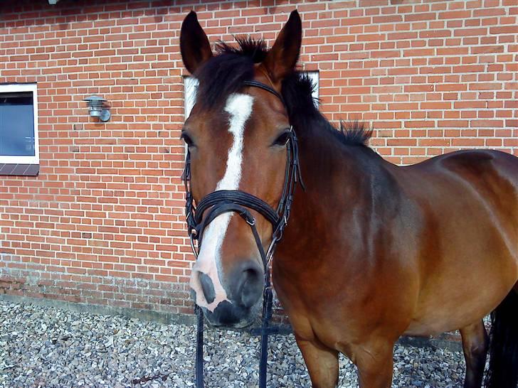 Anden særlig race Pablo * SOLGT * billede 16