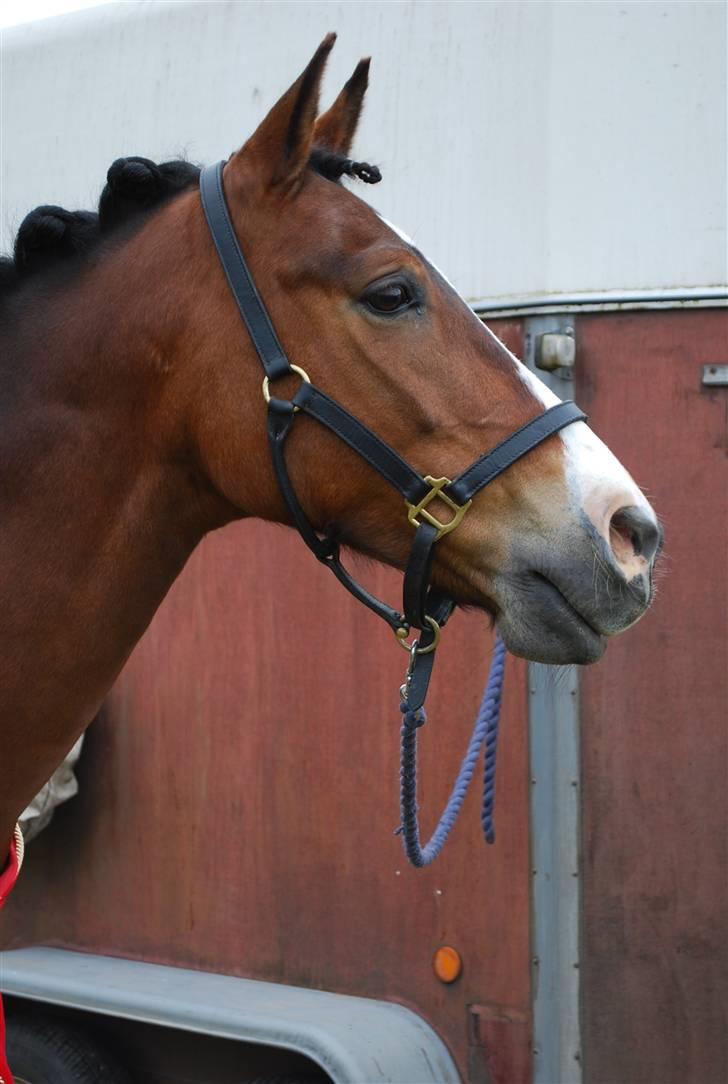 Anden særlig race Pablo * SOLGT * billede 17