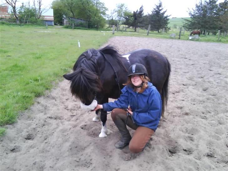 Shetlænder sararbi(biss) - velkommen til sarabi  billede 1