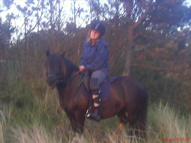 Shetlænder sararbi(biss) billede 2