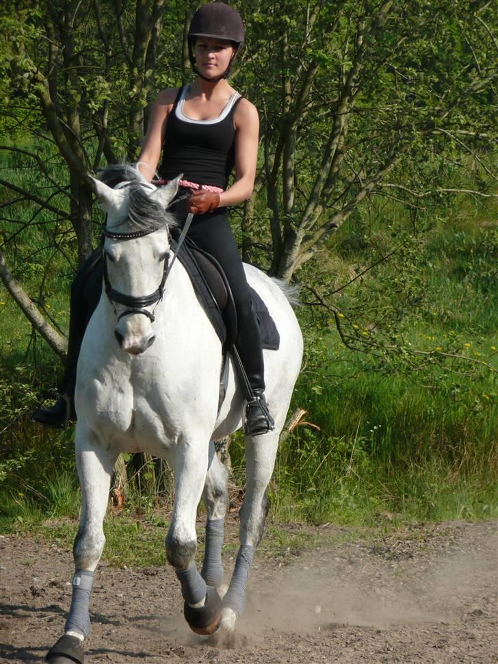 Tysk Varmblod Aladin - træning ved Ymad (taget i april 09) billede 9