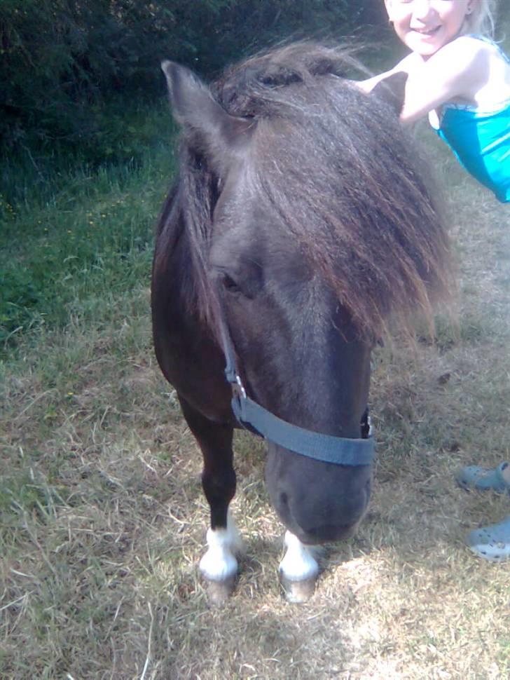 Shetlænder sararbi(biss) - har er hun i from  billede 3