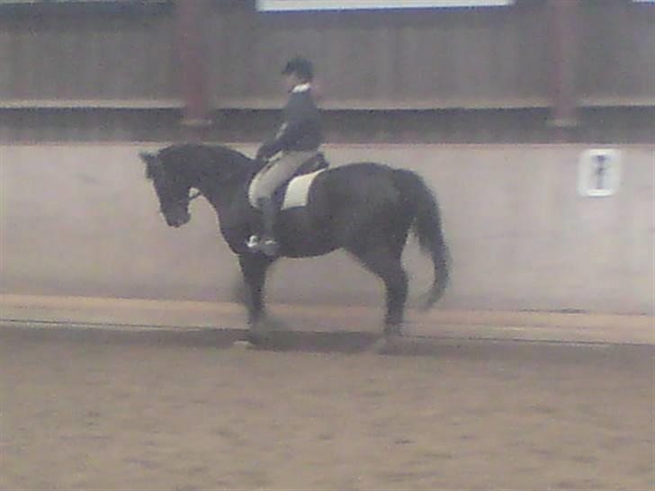 Dansk Varmblod Rubin [Himmelhest] - Lidt dressur træning :) billede 10