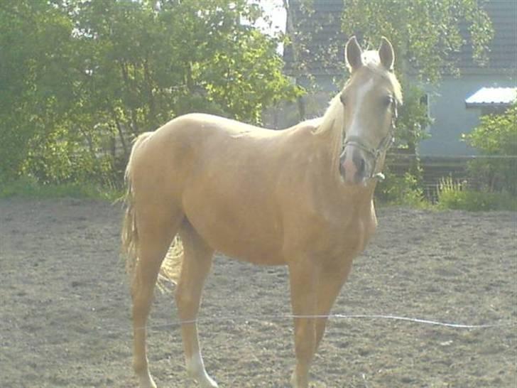 Palomino Østrupsgaard Magico billede 3