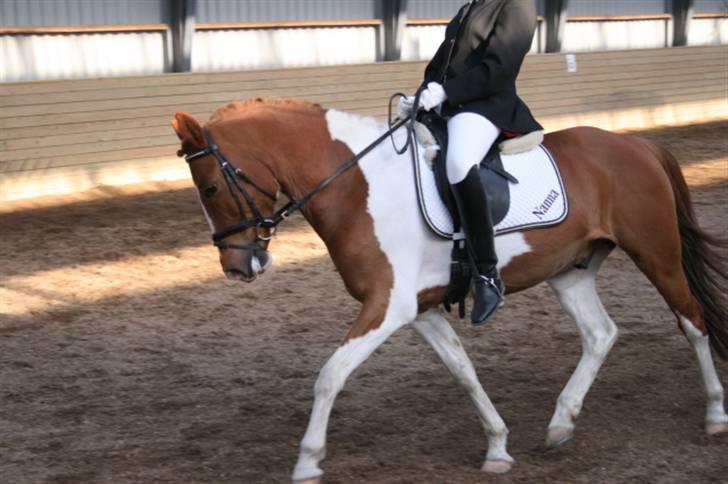 Pinto Bonanza (SOLGT)  - Stævne i Vestsjællands Rideklub. billede 17