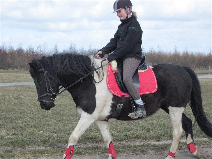 Pinto Mon Ami. - 5) 19. Marts 2011, opvarmning til spring (-: love you pony!<3 billede 6