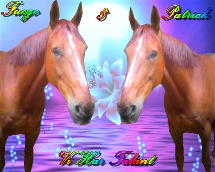 Dansk Varmblod Lærkenborgs Fuego - Velkommen til Fuego´s profil billede 1