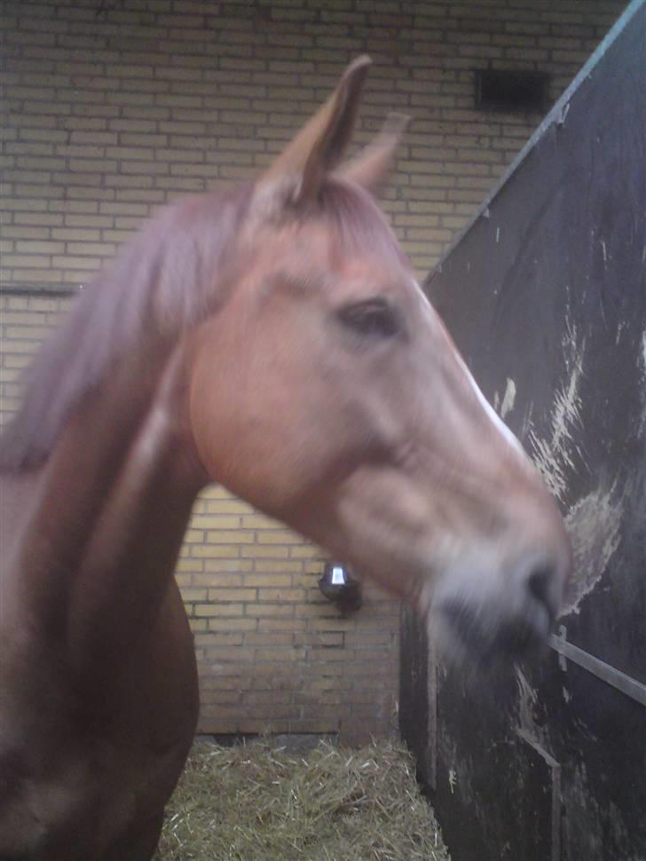 Dansk Varmblod Lærkenborgs Fuego - Jeg drømmer:) billede 2