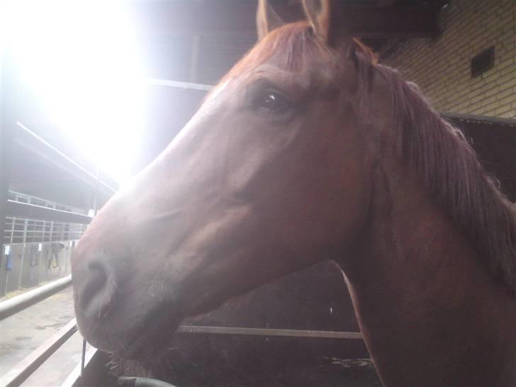 Dansk Varmblod Lærkenborgs Fuego - Jeg drømmer:) billede 3