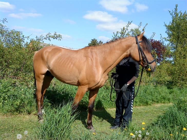 Anden særlig race Lucky Light - tre mdr. efter jeg havde købt lucky, se hvor fin han er ved at være :)  billede 4