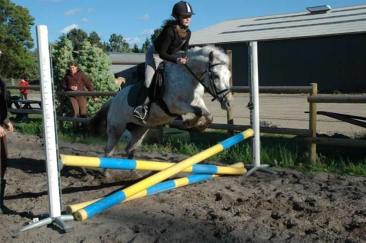 Hollandsk Sportspony .Spotty‹3 'Solgt!' :'( - 17// Ponze´mus springer med mig på ryggen  (; Foto ; Emma med mit kamera :D Maj 2009 Det er lavt, men vi startede lavt for at stole på hiananden og lære os at kende *: billede 17