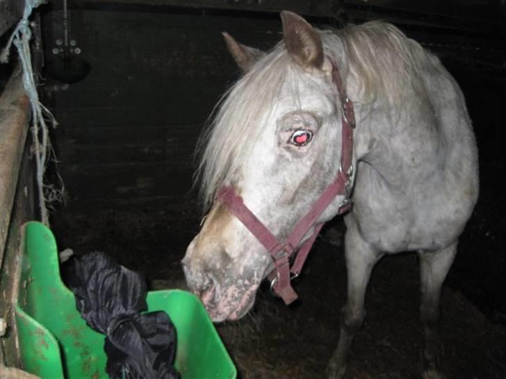 Hollandsk Sportspony .Spotty‹3 'Solgt!' :'( - 18// Iih hvor er den spændende, men ogs liidt farlig  :´) Elsker diiq Spot <3 Foto ; MCL-foto (: Maj 2009 Fordi at hun var mega nervøs, men nysgerrigheden nogle gange overvandt det :´D Hjerter i øjnene <3 2009 billede 18