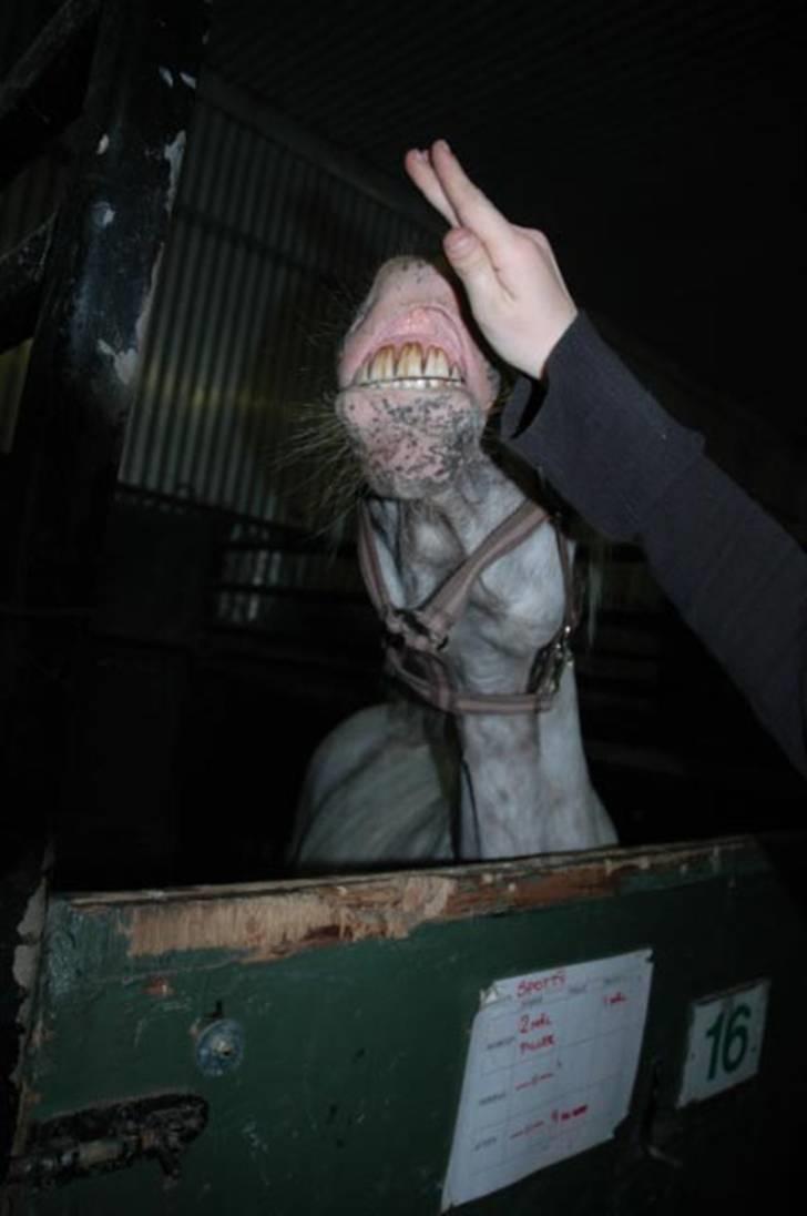 Hollandsk Sportspony .Spotty‹3 'Solgt!' :'( - 19// Smiiler (; Noget jeg har lært hende :D Dette billed er taget i november 2009, hun smilede meget bedre den sidste dag vi var sammen d. 11/08-10 (´: Foto ; AME-foto <3 Fordi at det er noget som jeg aldrig vil glemme!i´;<3 billede 19