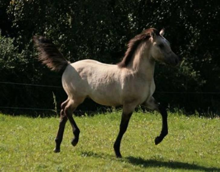 Anden særlig race chinosch (MiTho's  cosi) - foto: mitho's heste.
 som lille baby..  billede 2