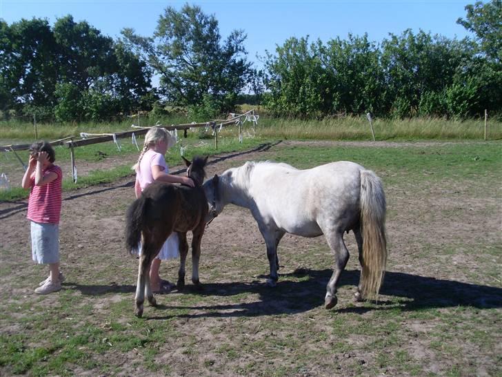 Anden særlig race Wendy solgt - wendy, lady og mig og min veninde billede 10