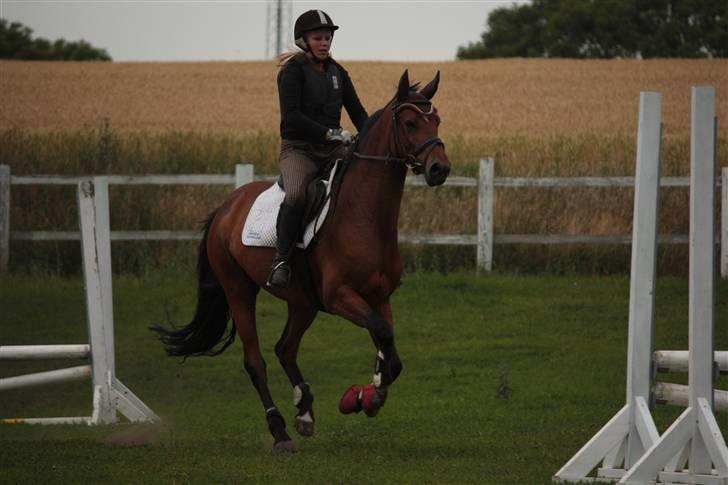 Dansk Varmblod Gurkemeje Brunshøj - Spring i Juni (: haha <3 billede 9