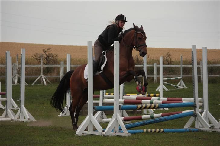 Dansk Varmblod Gurkemeje Brunshøj - Spring Juni (: billede 10